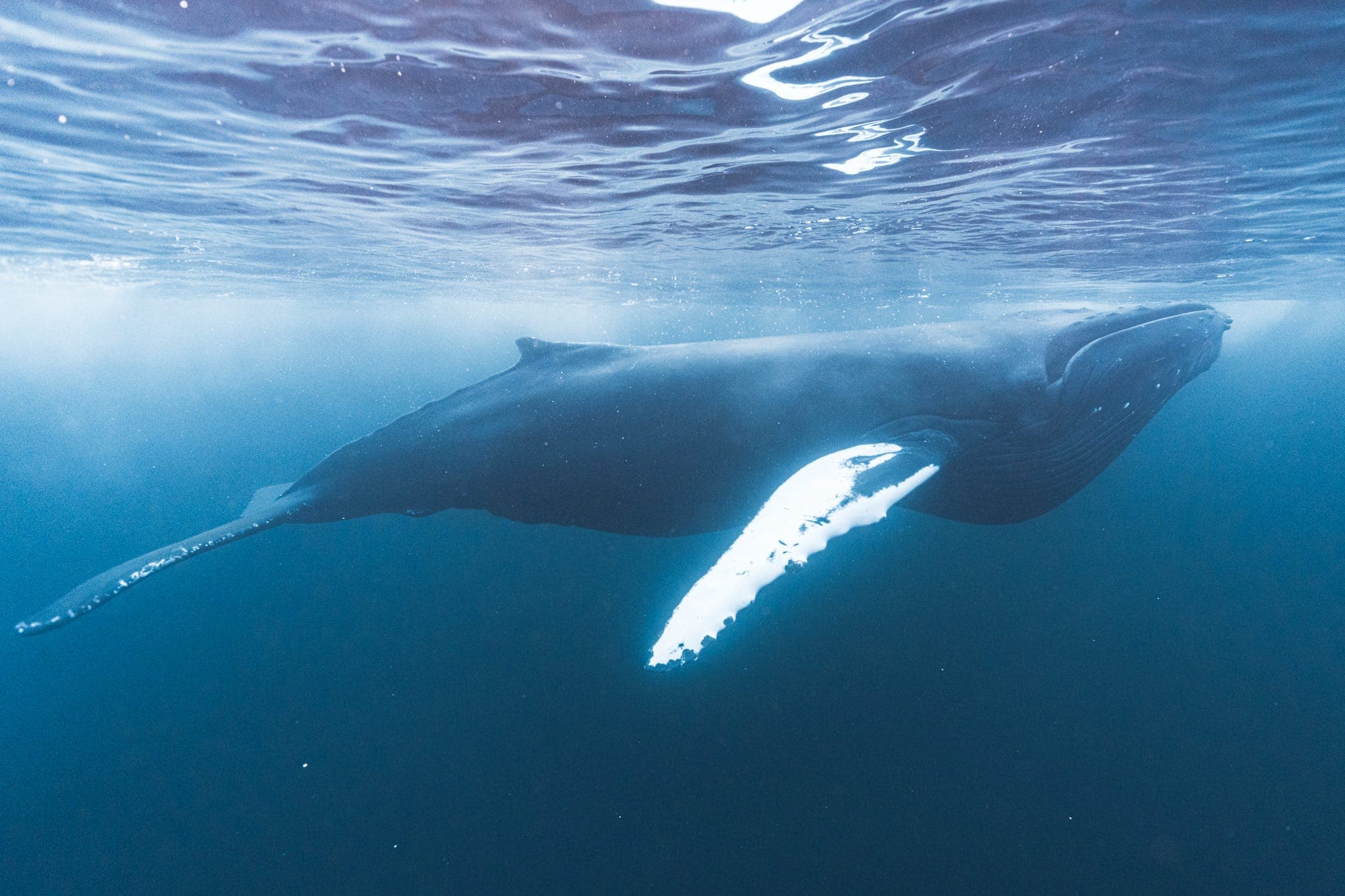 Humpback whale just below the surface, sunlight filtering through the water above.